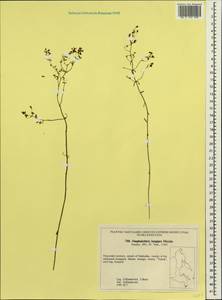 Omphalothrix longipes Maxim., Siberia, Russian Far East (S6) (Russia)