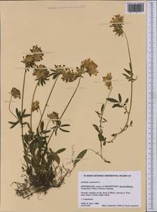 Anthyllis vulneraria L., Western Europe (EUR) (Switzerland)