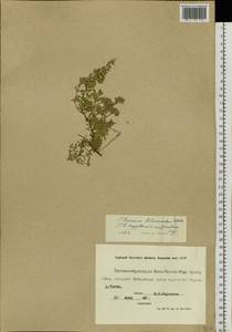 Thymus pavlovii Serg., Siberia, Yakutia (S5) (Russia)