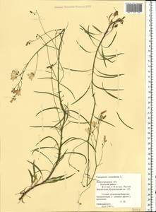 Campanula rotundifolia L., Eastern Europe, Volga-Kama region (E7) (Russia)