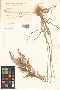 Agrostis gigantea Roth, Eastern Europe, West Ukrainian region (E13) (Ukraine)