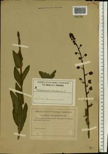 Verbascum blattaria L., Eastern Europe, Central region (E4) (Russia)