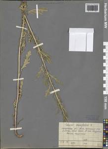 Jacobaea erucifolia subsp. erucifolia, Siberia, Baikal & Transbaikal region (S4) (Russia)