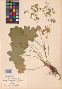Alchemilla, Eastern Europe, Western region (E3) (Russia)