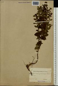 Hypericum maculatum, Eastern Europe, Estonia (E2c) (Estonia)