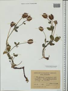 Trifolium ambiguum M.Bieb., Eastern Europe, Moldova (E13a) (Moldova)