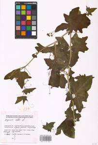 Bryonia alba L., Eastern Europe, Lower Volga region (E9) (Russia)