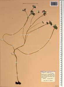 Corydalis alpestris C. A. Mey., Caucasus, Krasnodar Krai & Adygea (K1a) (Russia)