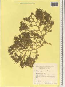 Halimocnemis villosa Kar. & Kir., South Asia, South Asia (Asia outside ex-Soviet states and Mongolia) (ASIA) (Iran)