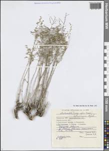 Artemisia heptapotamica Poljakov, Middle Asia, Northern & Central Tian Shan (M4) (Kazakhstan)