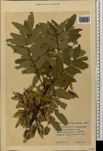 Fraxinus excelsior subsp. coriariifolia (Scheele) A.E.Murray, Caucasus, Krasnodar Krai & Adygea (K1a) (Russia)