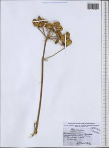 Prangos ferulacea (L.) Lindl., Western Europe (EUR) (Italy)