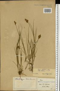 Carex colchica J.Gay, Eastern Europe, North Ukrainian region (E11) (Ukraine)