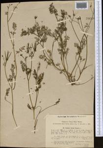 Scandix pecten-veneris L., Middle Asia, Syr-Darian deserts & Kyzylkum (M7) (Uzbekistan)