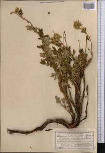 Farinopsis salesoviana (Steph.) Chrtek & Soják, Middle Asia, Pamir & Pamiro-Alai (M2) (Tajikistan)