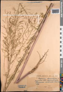 Erysimum cheiranthoides L., Siberia, Yakutia (S5) (Russia)