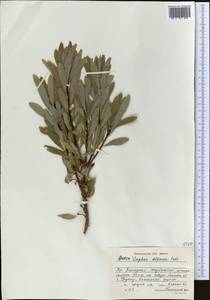 Daphne altaica Pall., Middle Asia, Dzungarian Alatau & Tarbagatai (M5) (Kazakhstan)