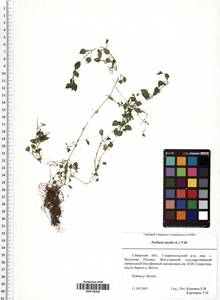 Stellaria media (L.) Vill., Eastern Europe, Middle Volga region (E8) (Russia)