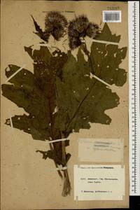 Cirsium sychnosanthum Petr., Caucasus, Krasnodar Krai & Adygea (K1a) (Russia)