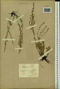 Artemisia frigida Willd., Siberia, Baikal & Transbaikal region (S4) (Russia)
