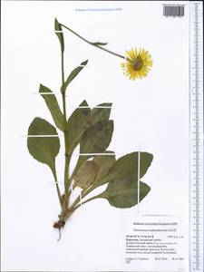 Doronicum turkestanicum Cavill., Middle Asia, Pamir & Pamiro-Alai (M2) (Kyrgyzstan)
