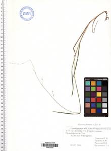 Glyceria fluitans (L.) R.Br., Eastern Europe, Eastern region (E10) (Russia)