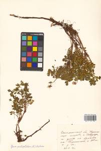 Geum pentapetalum (L.) Makino, Siberia, Russian Far East (S6) (Russia)