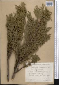 Juniperus pseudosabina Fisch. & C.A.Mey., Middle Asia, Northern & Central Tian Shan (M4) (Kyrgyzstan)