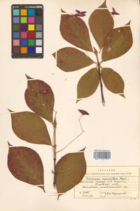 Euonymus macropterus Rupr., Siberia, Russian Far East (S6) (Russia)