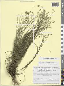 Linum tenuifolium L., Caucasus, Stavropol Krai, Karachay-Cherkessia & Kabardino-Balkaria (K1b) (Russia)