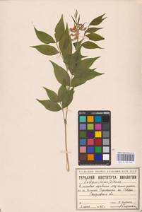 Lathyrus vernus (L.) Bernh., Eastern Europe, Eastern region (E10) (Russia)