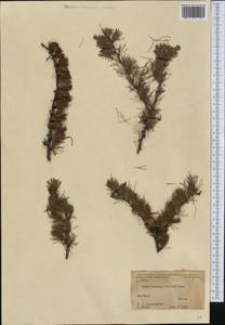 Larix laricina (Du Roi) K.Koch, America (AMER) (United States)