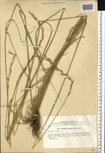 Thinopyrum intermedium (Host) Barkworth & D.R.Dewey, Eastern Europe, Lower Volga region (E9) (Russia)
