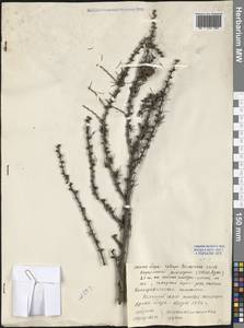 Larix, South Asia, South Asia (Asia outside ex-Soviet states and Mongolia) (ASIA) (China)