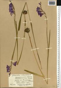 Gladiolus imbricatus L., Eastern Europe, West Ukrainian region (E13) (Ukraine)