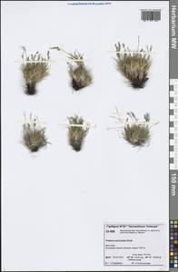 Festuca auriculata Drobow, Siberia, Central Siberia (S3) (Russia)