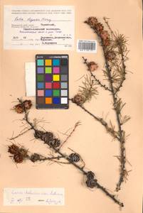 Larix gmelinii (Rupr.) Kuzen., Siberia, Russian Far East (S6) (Russia)