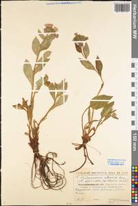 Pulmonaria obscura Dumort., Eastern Europe, North Ukrainian region (E11) (Ukraine)