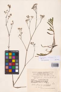 Gypsophila altissima L., Eastern Europe, West Ukrainian region (E13) (Ukraine)