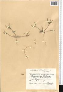 Diptychocarpus strictus (Fisch. ex M.Bieb.) Trautv., Middle Asia, Caspian Ustyurt & Northern Aralia (M8) (Kazakhstan)