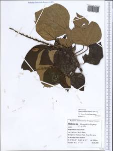 Mallotus japonicus (L.f.) Müll.Arg., South Asia, South Asia (Asia outside ex-Soviet states and Mongolia) (ASIA) (Vietnam)