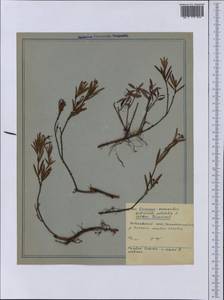 Andromeda polifolia L., Siberia, Russian Far East (S6) (Russia)