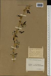 Xanthium spinosum L., Eastern Europe, Rostov Oblast (E12a) (Russia)