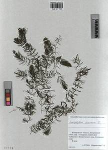 KUZ 027 123, Ceratophyllum demersum L., Siberia, Altai & Sayany Mountains (S2) (Russia)