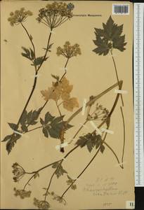 Chaerophyllum hirsutum L., Western Europe (EUR)