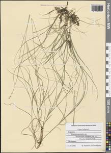 Carex loliacea L., Eastern Europe, Northern region (E1) (Russia)