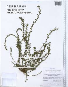 Polygonum tenuissimum A. I. Baranov & Skvortsov ex Vorosch., Siberia, Central Siberia (S3) (Russia)