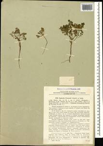 Euphorbia normannii Schmalh. ex Lipsky, Caucasus, Stavropol Krai, Karachay-Cherkessia & Kabardino-Balkaria (K1b) (Russia)