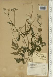 Torilis japonica (Houtt.) DC., Eastern Europe, South Ukrainian region (E12) (Ukraine)