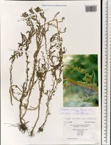 Suaeda sibirica Lomon. & Freitag, Mongolia (MONG) (Mongolia)